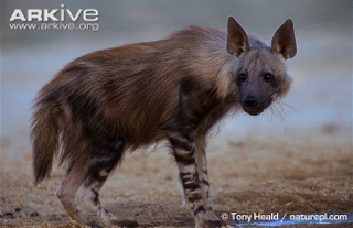 Illustration for article titled Wednesday Hyena - Hyaena brunnea Edition